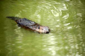 Bobr evropský ve vodě