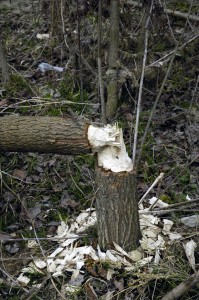 Okusy bobra evropsého