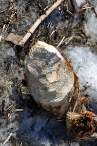 Okusy bobra evropského